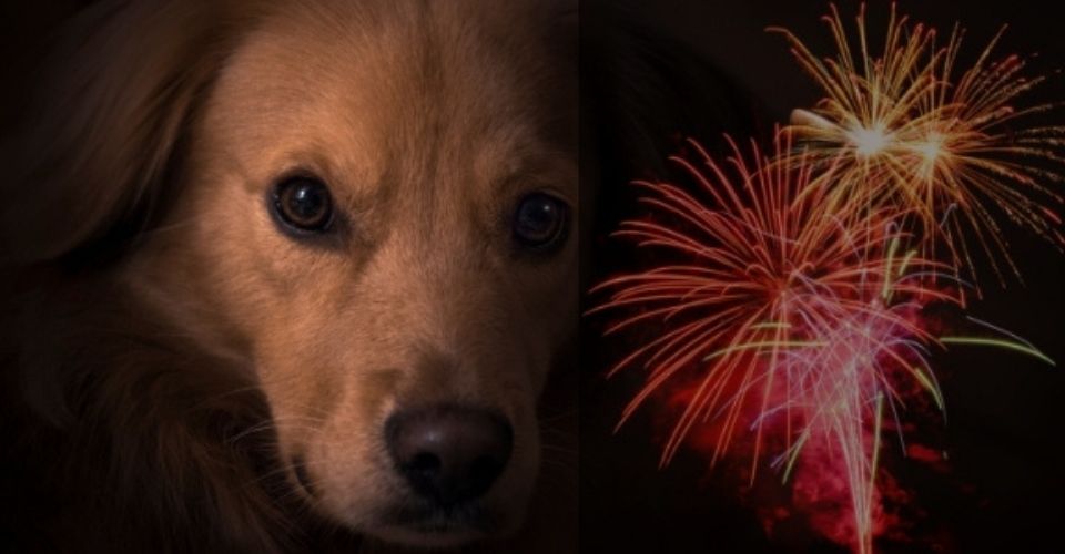 hond bang voor vuurwerk